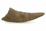 Exceptional, Fossil Triceratops Brow Horn - Montana #352035-3